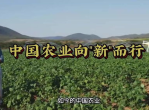 “迈向现代化：中国农业发展的新篇章”