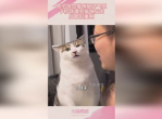 猫咪破坏气氛？男子反被反击，网友热议宠物与主人关系